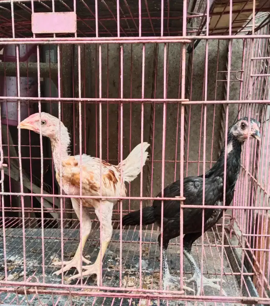 Anakan Ayam Mangon/Bangkok