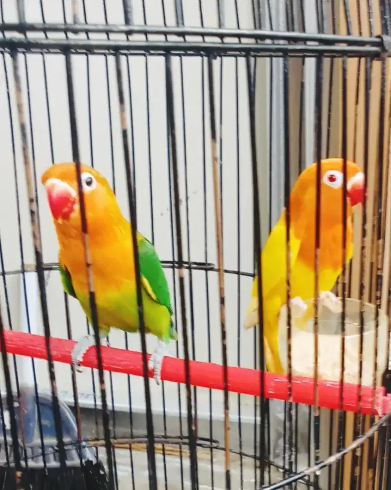 Burung Lovebird
