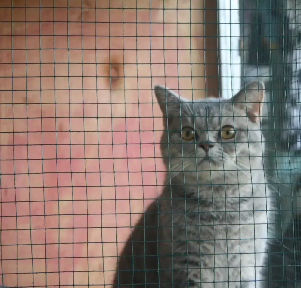 Kucing British Shorthair blue tabby jantan