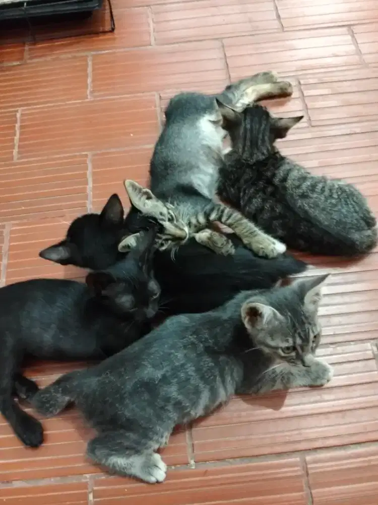 Kucing untuk di adopsi gratis