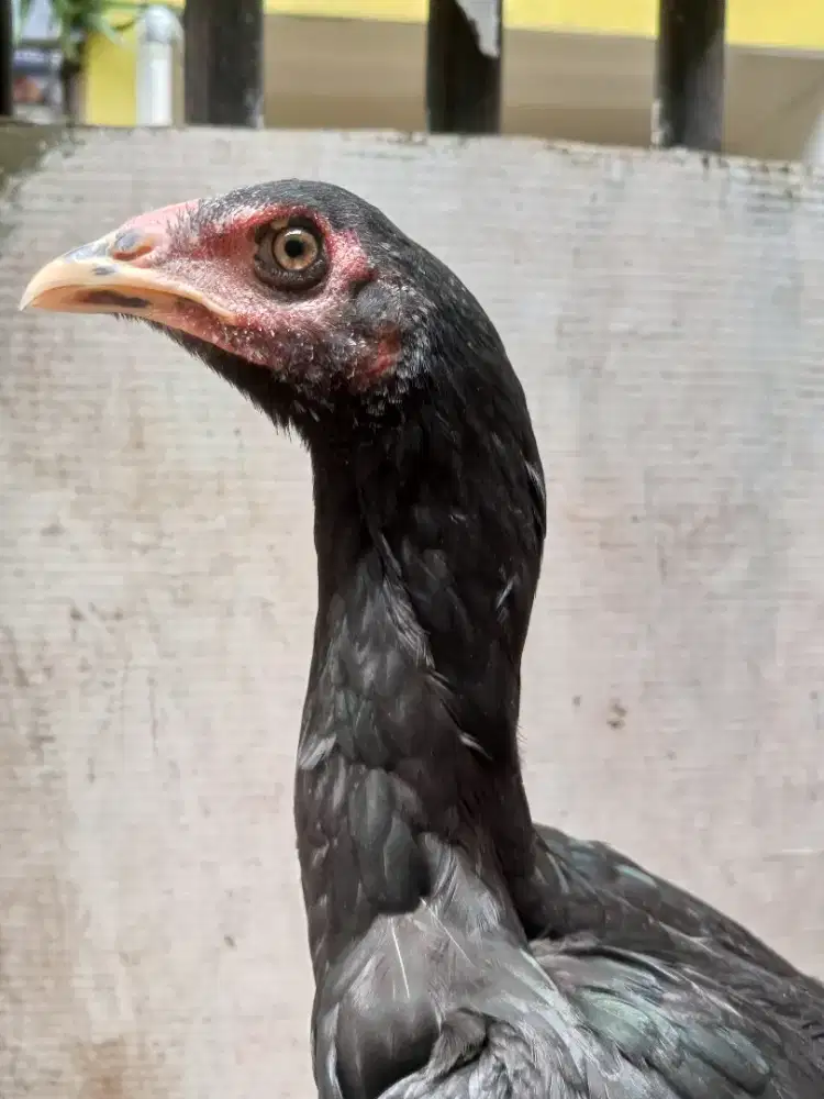 Paket 2 ekor Ayam Bangkok betina bukan bebek burung kucing ikan kalkun