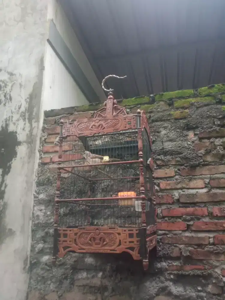 Trotoan jinak medang bandul panjang