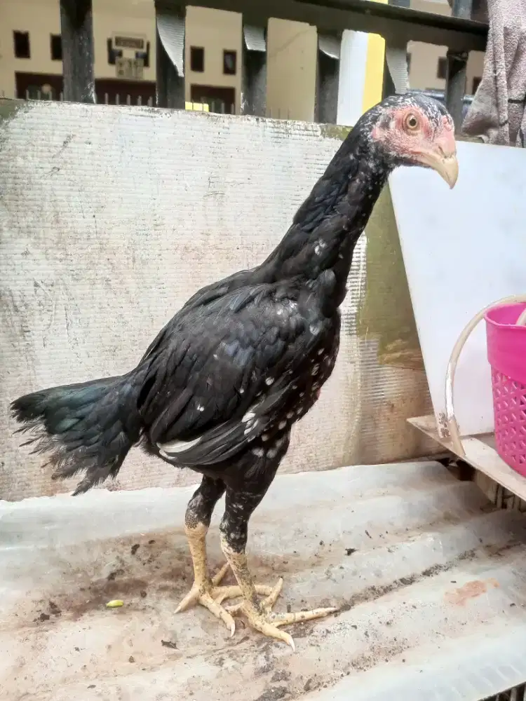 Ayam Bangkok jantan bukan pelung kalkun burung ikan bebek