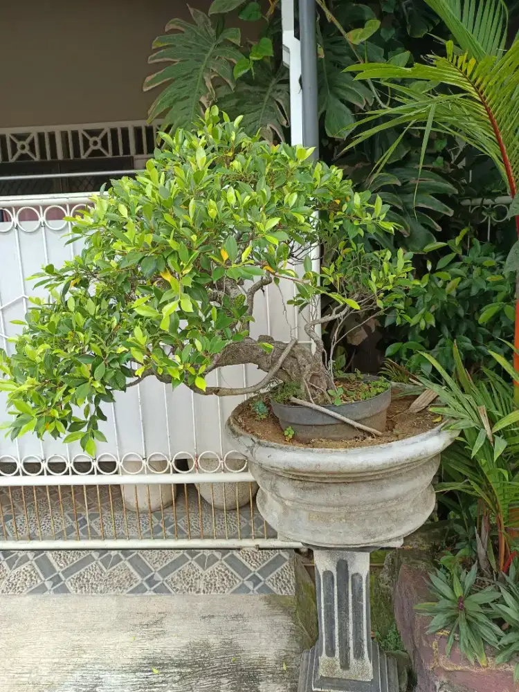 Edisi BU Bonsai kimeng