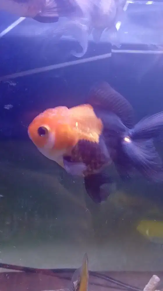 Menjual Ikan mas koki