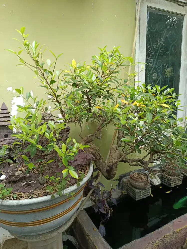 Edisi BU Bonsai kimeng