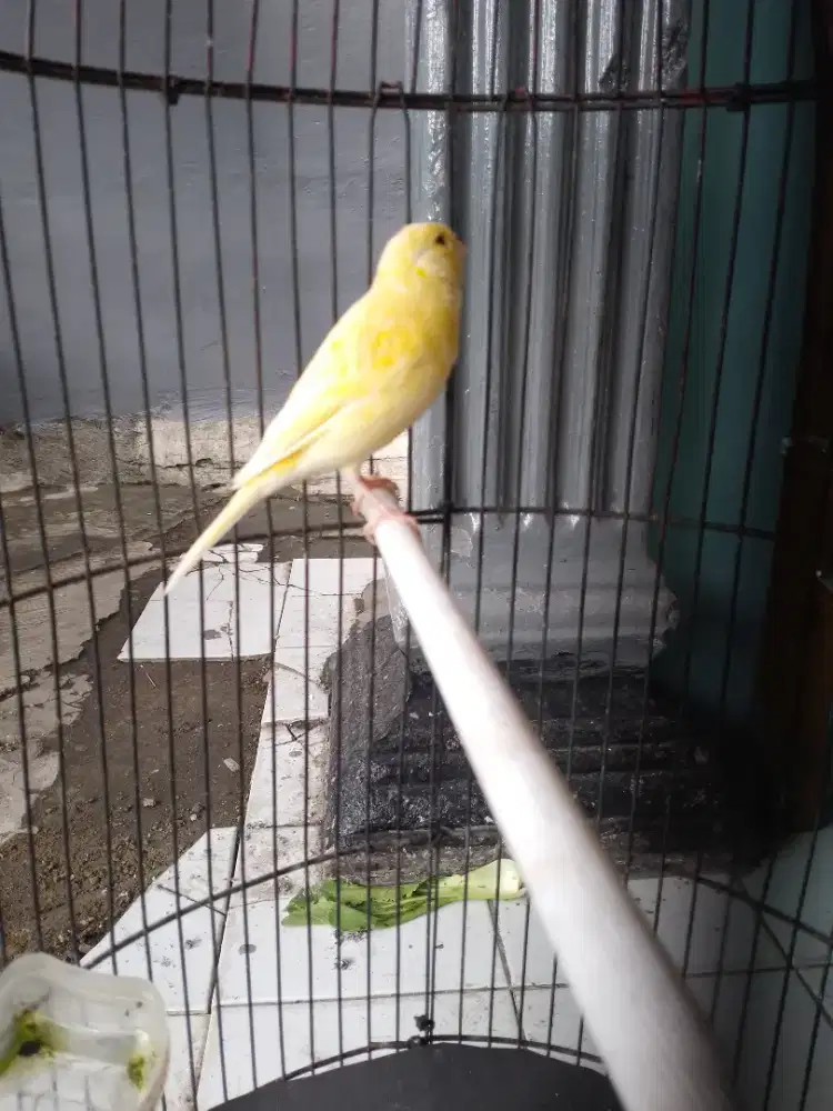 Kenari lover fullset gacor bisa kirim2