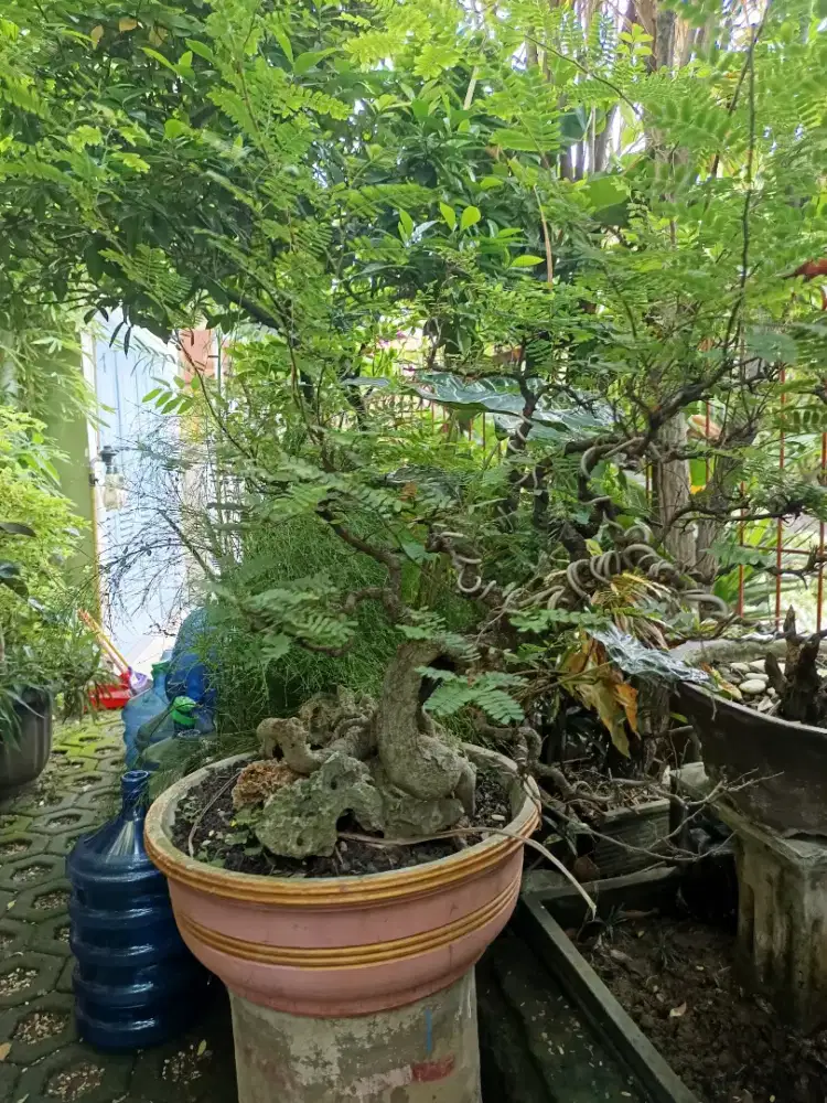Edisi BU Bonsai asem
