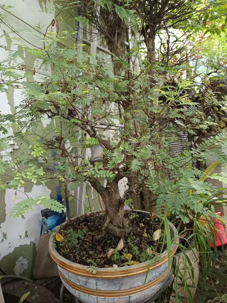 Edisi BU Bonsai asem