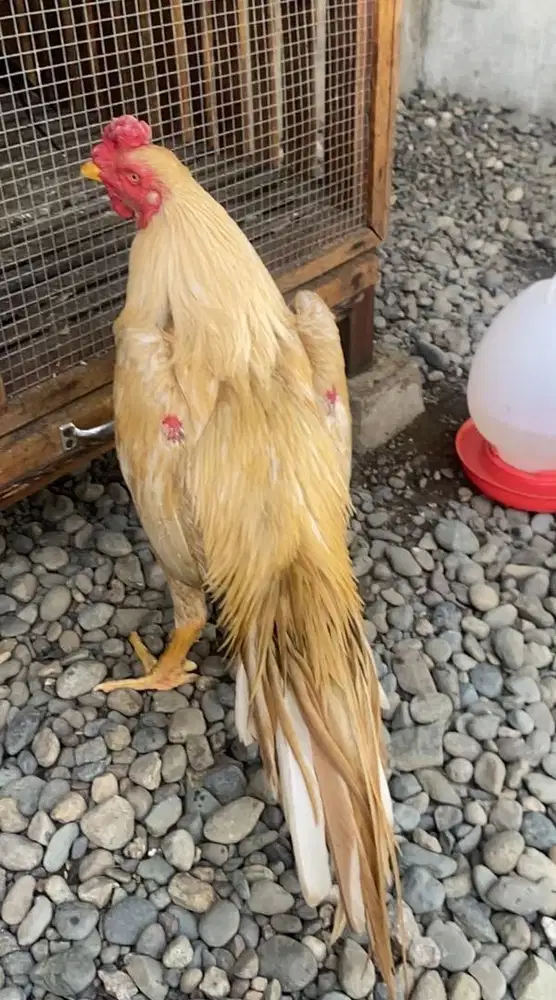 Ayam Ekor Lidi (Asli Madura)