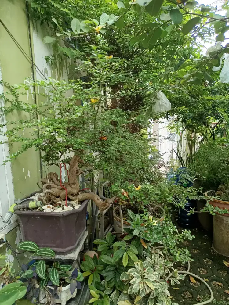 Edisi BU Bonsai hokianti