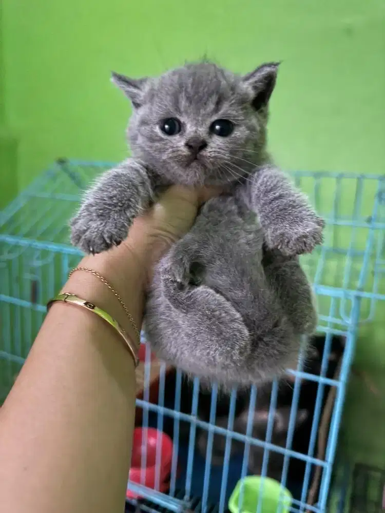 British shorthair