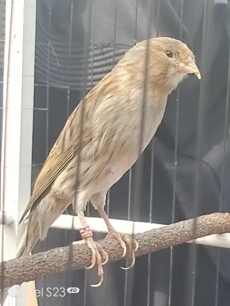 F1ysxF1ys Jantan big size