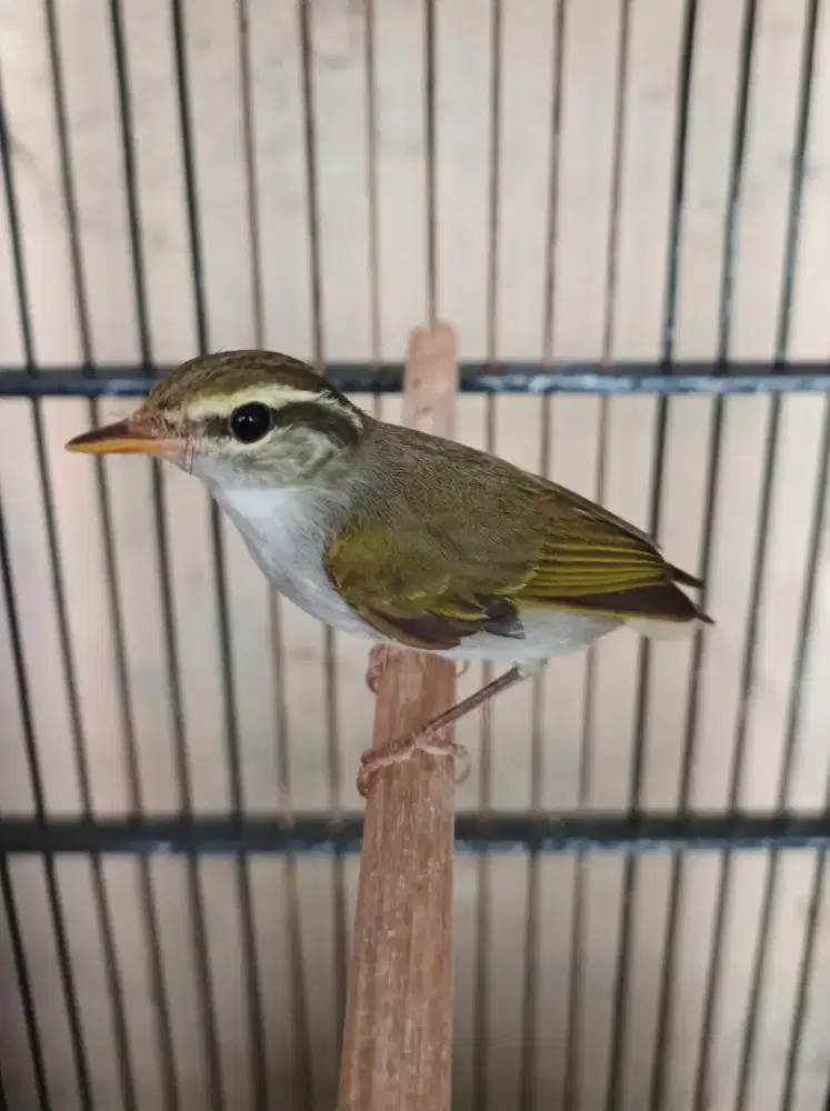 Burung cikrak mahkota jantan