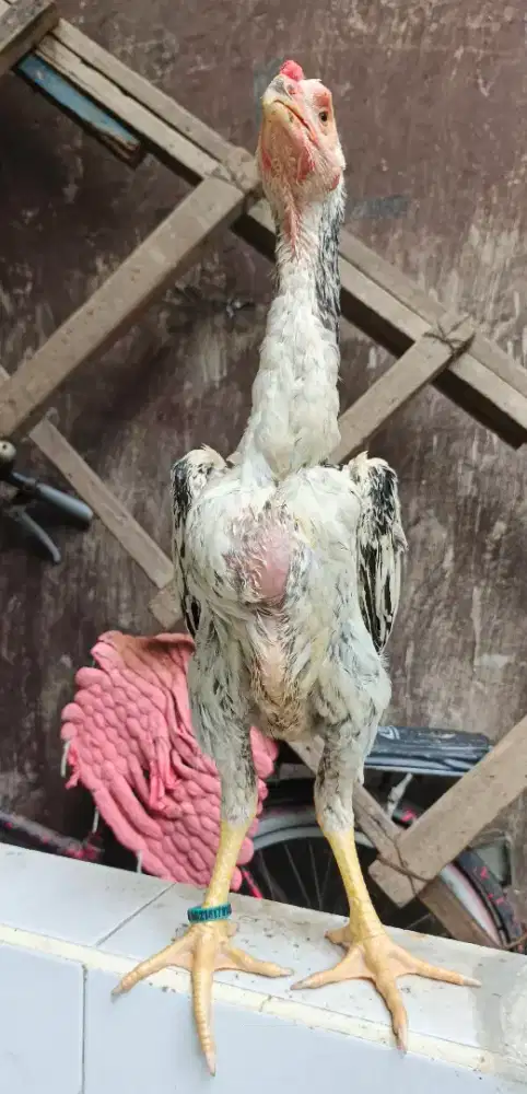 Anakan jantan ayam shamo Eropa 3c cerah ori