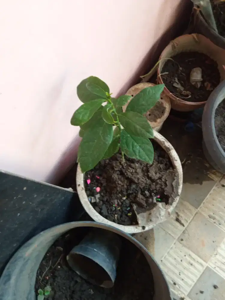 Jual bibit tanaman alpukat mentega