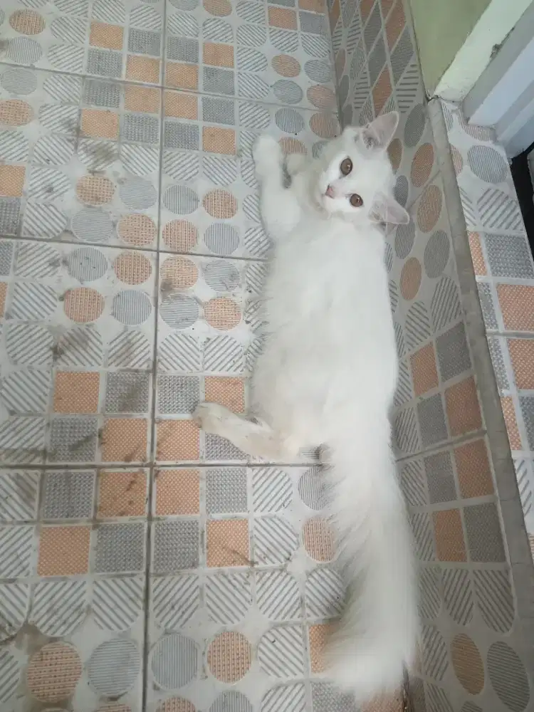 Kucing kitten persia betina