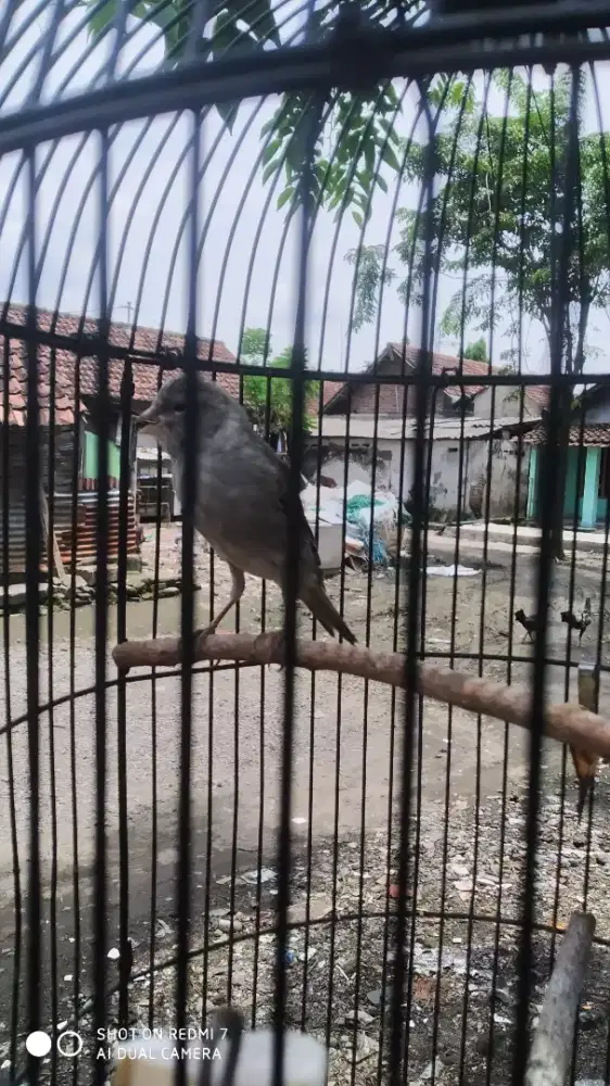 Kenari starblue gacor