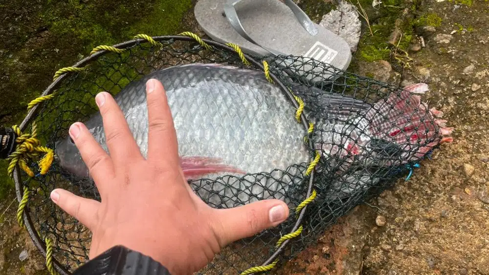 ikan nila pakan uk 1 - 5 kg dan ikan nila hias slayer