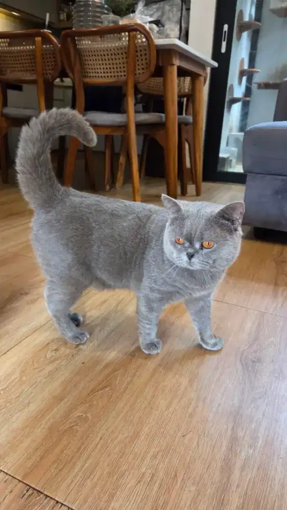PACAK KUCING BRITISH SHORTHAIR