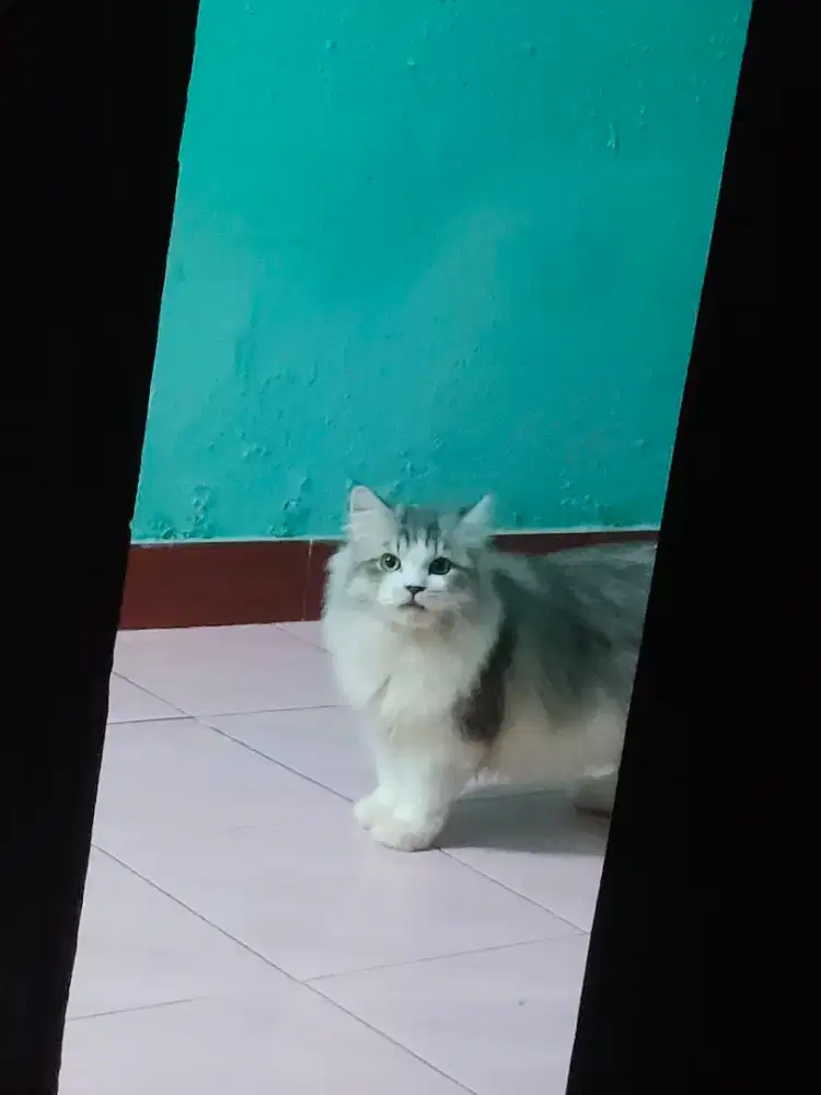 Kucing Anggora(anabul)