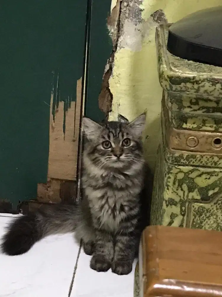 Kucing Betina Mixdom Bulu Kapas dan Panjang