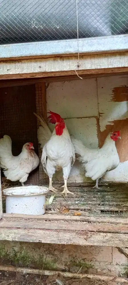 Ayam Kate putih di jual semua.