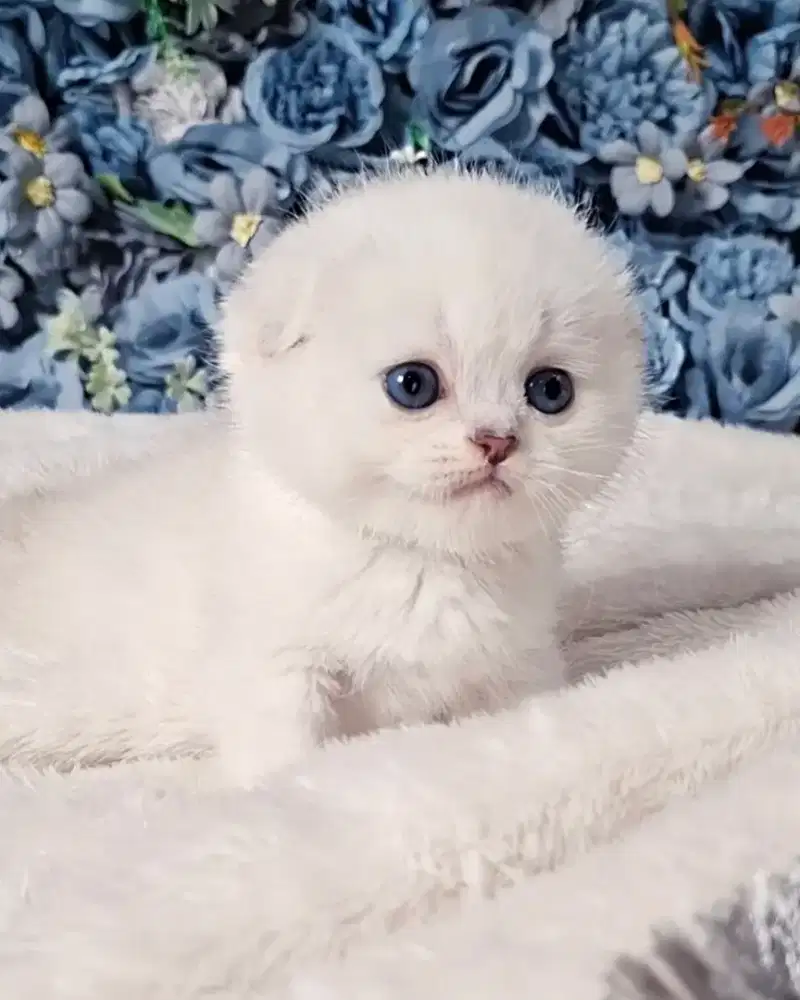 Kucing Scottish Fold Kitten