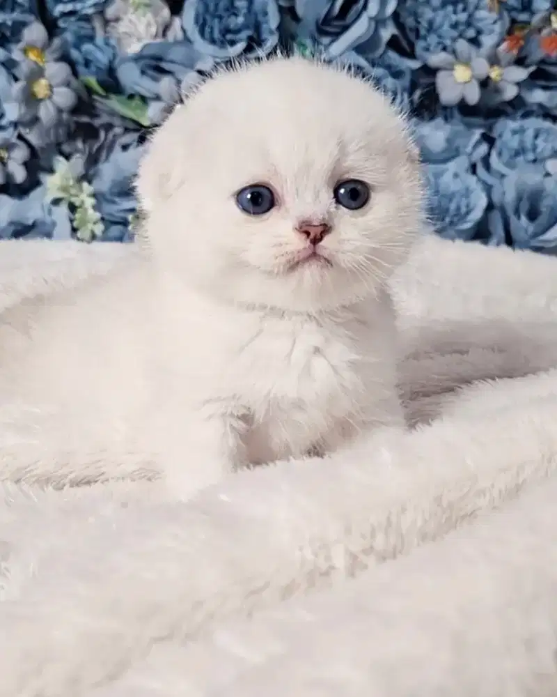 Kucing BSH Scottish Fold