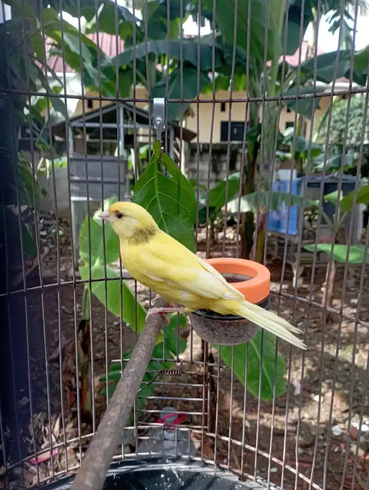 Burung kenari jantan muda fullset