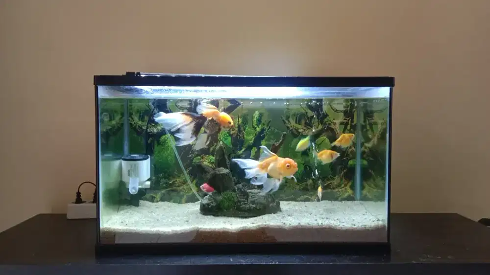 AQUARIUM BESERTA ISINYA