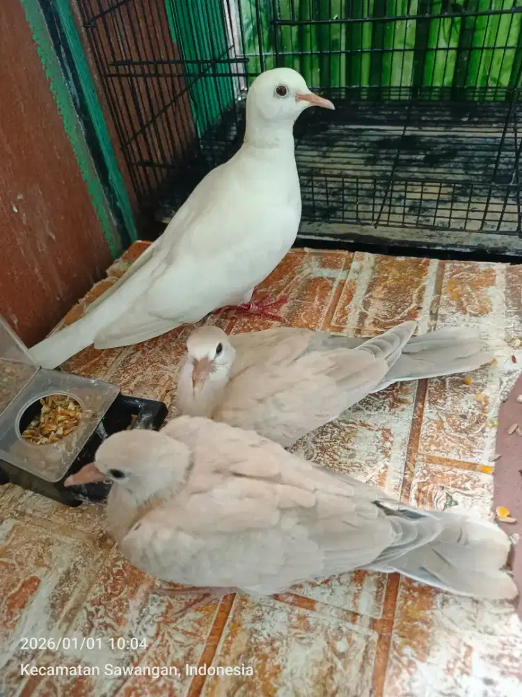 Puter pelung bawa anak! 2