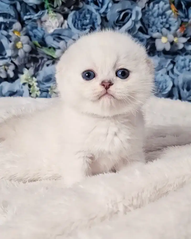 Kucing Kitten Scottish Fold BSH
