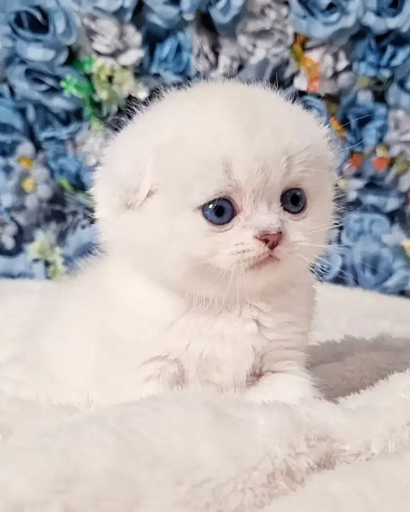 Kitten Kucing Scottish Fold