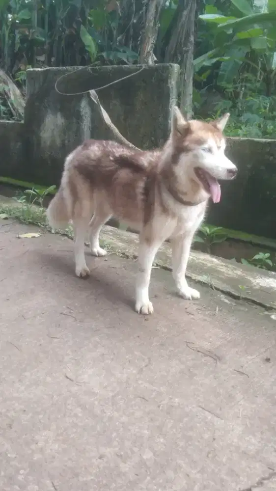 Husky betina 1 tahun