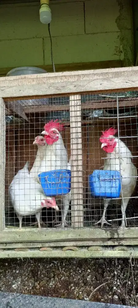 Ayam Kate putih dewasa jual perpasang