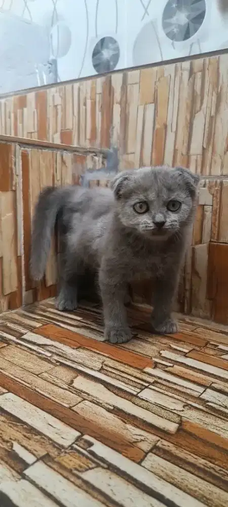 Kitten scottish fold