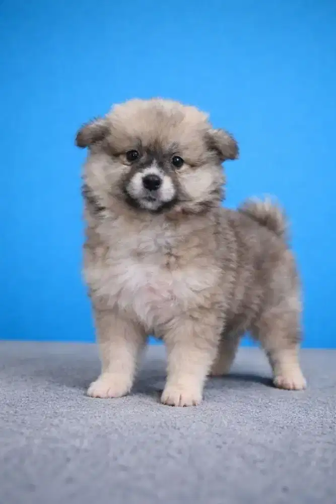 Jual pupy pom betina 1 bulan