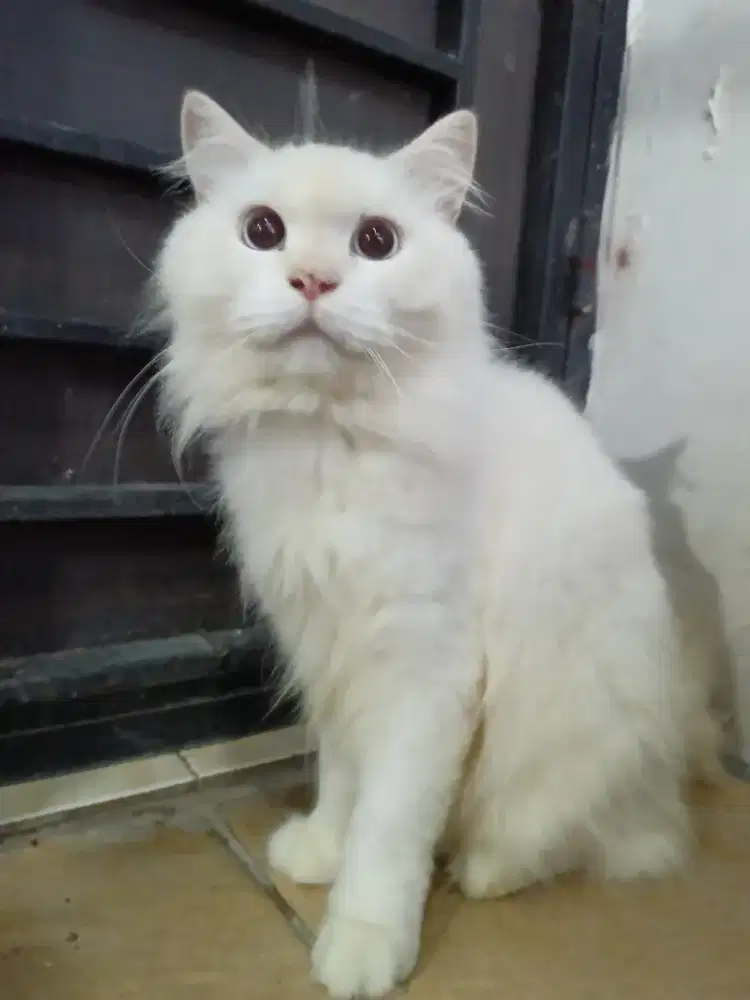 Kucing Himalaya/Persia dewasa Jantan