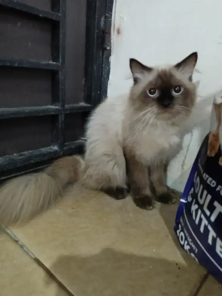 Kucing Himalaya Dewasa Jantan