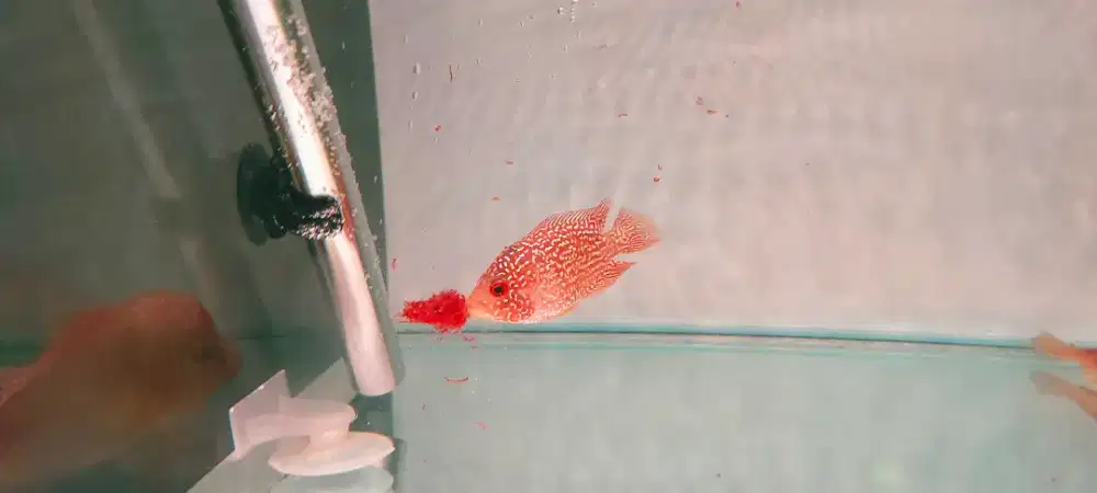 Dijual Louhan GB SUPER