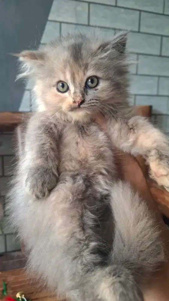 Kucing persia betina/kitten persia flatnose /anakan kucing anggora