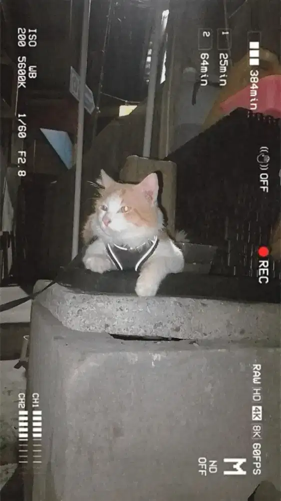 Lepas adopt Persia bigbone