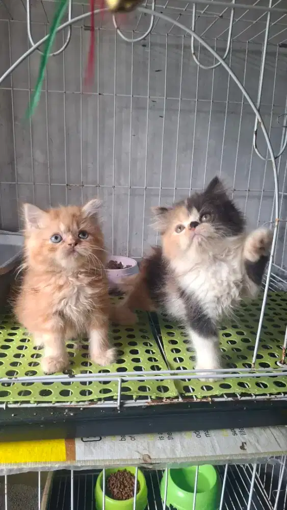 Anak kucing anggora/kitten persia betinal/kucing  persia  betina