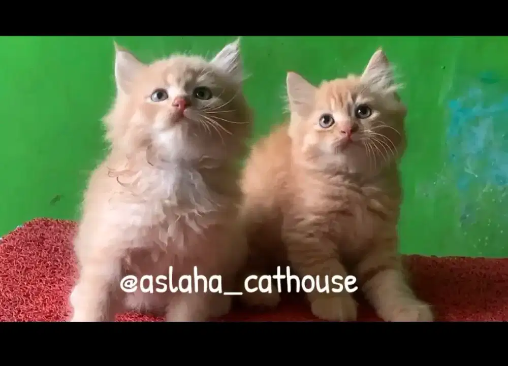 Anak kucing anggora/kitten.persia jantan/kucing persia jantan