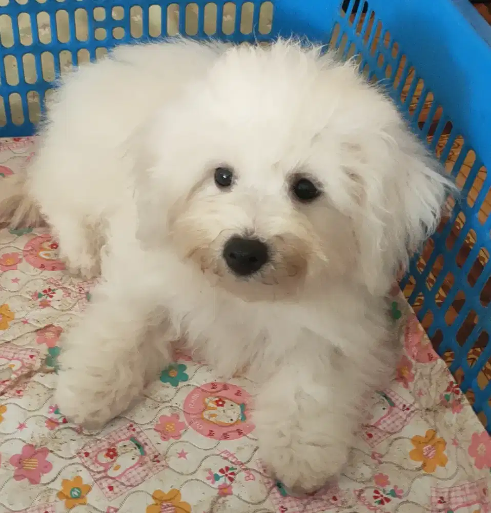 DI JUAL MURAH BICHON FRISE STAMBUM VAKSIN KUALITAS BAGUS