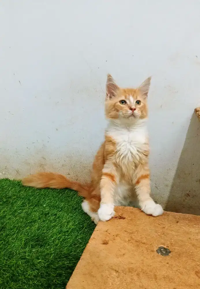 Kitten Mainecoon Betina Pure bkn mix. Induk ped cfa Mainecoon