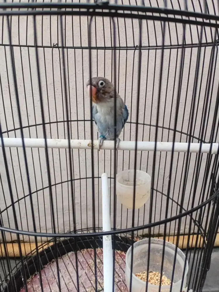 Lb biru cobalt aman milet