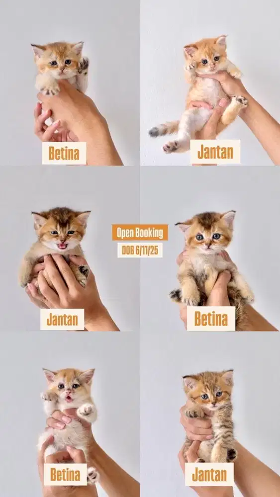 BRITISH SHORT HAIR GOLDEN / BSH GOLDEN