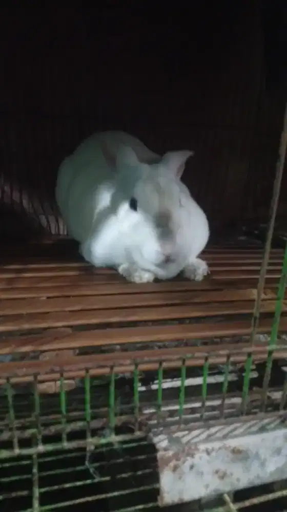 Jual Indukan dan calon indukan silangan Rex dan NZ